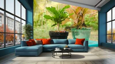 Flower plants in pots, flower plants that beautify the yard of the house Wall mural