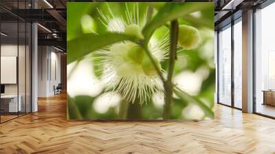 The pistils of the red water guava fruit bloom and will become fruit Wall mural