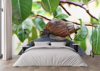 snail Wall mural