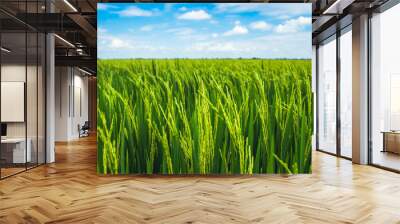 Beautiful view of agriculture green rice field landscape against blue sky with clouds background, Thailand. Paddy farm plant peaceful. Environment harvest cereal. Wall mural