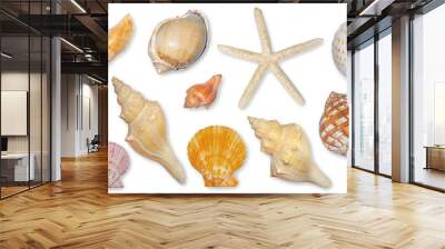 Panoramic view of starfish and seashells isolated on transparent background. Seashell for you design. Wall mural