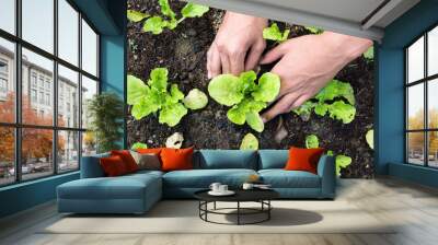 Planting vegetable garden Wall mural