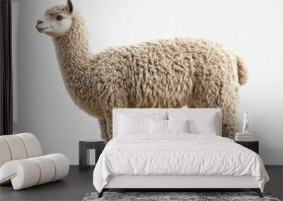 Alpaca clipart, element, 3D illustration, realistic, isolated on white background Wall mural