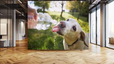 Dog drinking water from plastic bottle. Pet owner takes care of his labrador retriever during hot sunny day... Wall mural