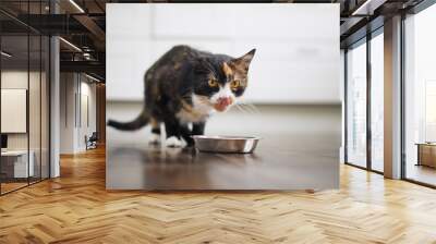 Domestic life with pet. Cute brown cat eating from metal bowl at home.. Wall mural