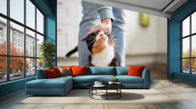 Domestic life with pet. Welcoming cat with its owner at home. Hand of man stroking tabby cat. . Wall mural