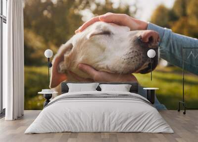 Man stroking his old dog. Loyal labrador retriever enjoying autumn sunny say with his owner.. Wall mural