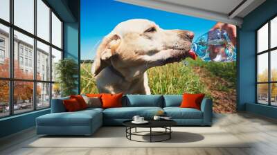 Thirsty dog in hot day Wall mural