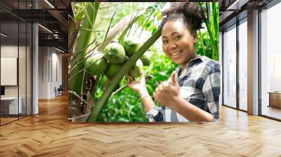 coconot farm owner farmer.american woman with black hair check quality of coconut in farm and showin Wall mural