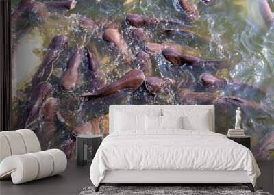 Pangasius farm faithful food export business Wall mural