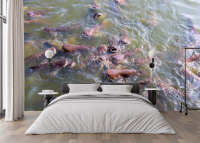 Pangasius farm faithful food export business Wall mural