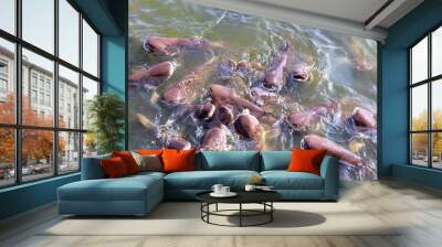 Pangasius farm faithful food export business Wall mural