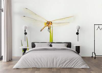 dragonfly on white background Wall mural