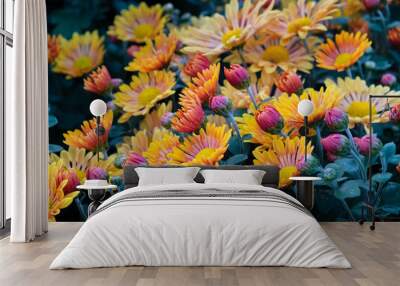 Yellow chrysanthemum flowers. Wall mural