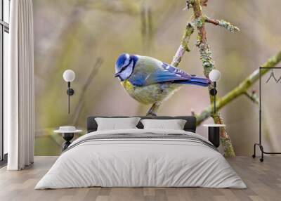 Eurasian Blue Tit (Cyanistes caeruleus), a colorful mix of blue, yellow, white and green makes the blue tit one of our most attractive and most recognizable Wall mural