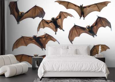 Bat flying isolated on white  background (Lyle's flying fox) Wall mural