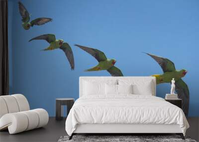 beautiful parrot bird, alexandrine parakeet flying on blue sky Wall mural