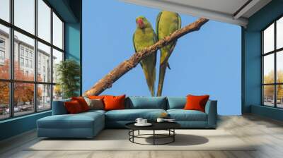 beautiful parrot bird, alexandrine parakeet perched on a tree branch Wall mural