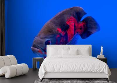 Beautiful red and black cichlid on blue background Wall mural