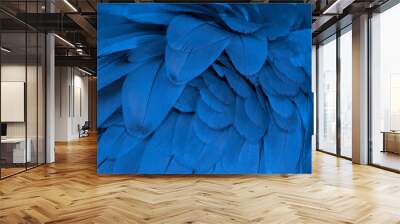 Blue and gold macaw feathers in closeup Wall mural