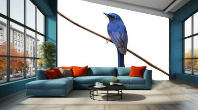 Blue bird isolated on white background Wall mural