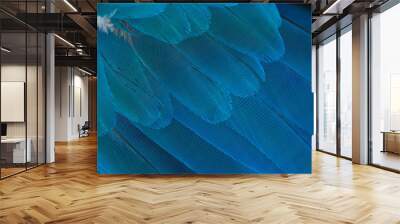 Closeup parrot feather ,Blue and gold macaw Wall mural