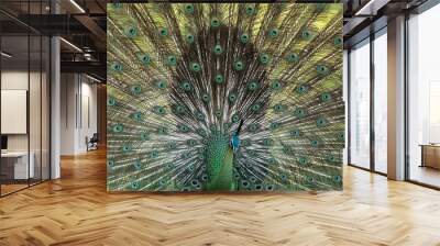 Green peafowl feathers in closeup Wall mural