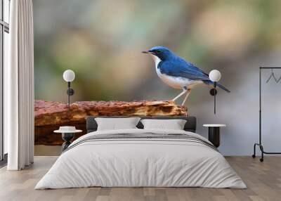 Male of siberian blue robin Wall mural