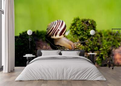 a small snail on green moss Wall mural