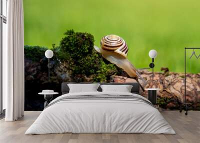 a small snail on green moss Wall mural