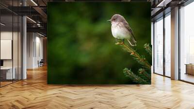 spotted flycatcher , muscicapa striata, perched on a spruce at a autumn day Wall mural