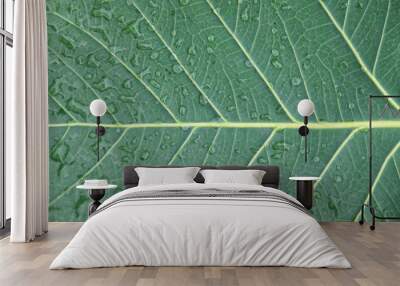 close up green leaf texture Wall mural