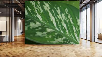 green leaf with water drops Wall mural