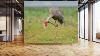 Eastern Sarus Crane, Antigone antigone sharpii in sarus crane reintroduction project Thailand. Wall mural