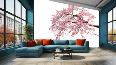 Cherry blossoms in full bloom with transparent background Wall mural