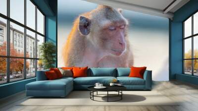 Monkey siting sleeping. Wall mural