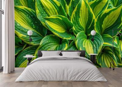 panoramic nature background of green and yellow wet hosta leaves from a bird's eye view Wall mural