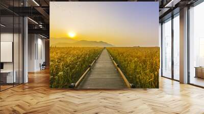 walkway,meadow at suncheon bay ecological park. Wall mural