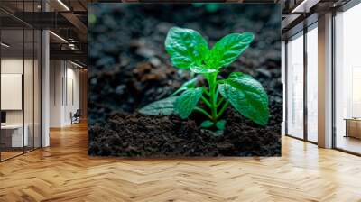 Young plant sprouting from the ground Wall mural