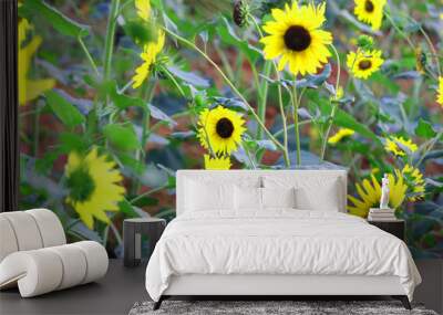 sunflower farming on a field Wall mural