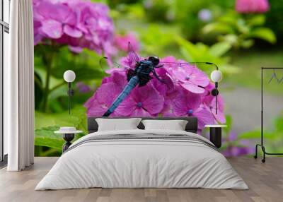 Blue dragonfly stopping on purple Hydrangea flower. Wall mural