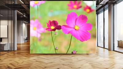  Purple cosmos flower on a green background Wall mural