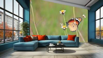 close up beautiful butterfly in fresh nature Wall mural