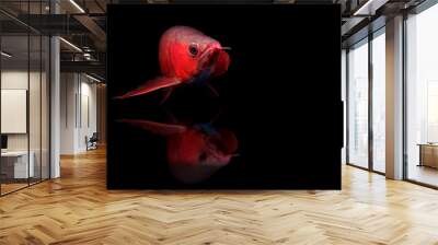 Super red Arowana exotic fish swimming with reflection on a black background with copy space Wall mural