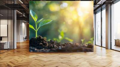 young plant growing in garden with sunlight Wall mural