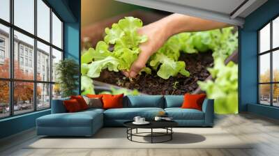 Asian woman gardener picking organic salad plant in plastic plant pot for breakfast at morning time, Vegetable gardening at home, Selective focus, Farming and growing your own food concept. Wall mural