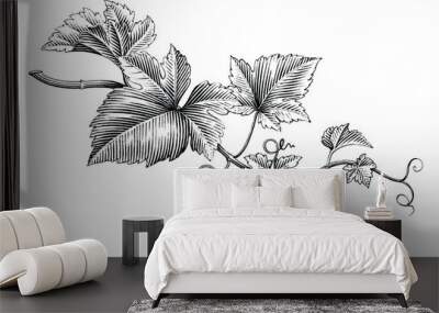 Grape branch hand drawing vintage style black and white clip art Wall mural