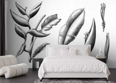 Heliconia bihai botanical hand draw vintage engraving style black and white clip art Wall mural