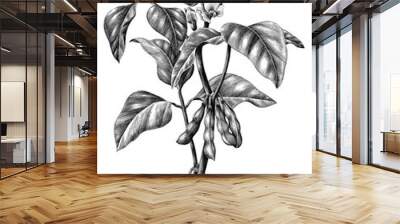 Soy branch botanical hand draw vintage clip art isolated on white background Wall mural