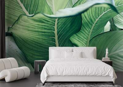 Abstract tropical green leaves pattern, lush foliage houseplant Dumb cane or Dieffenbachia the tropic plant. Wall mural